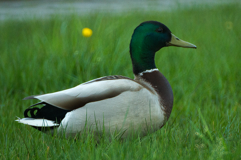 Mallard (male)