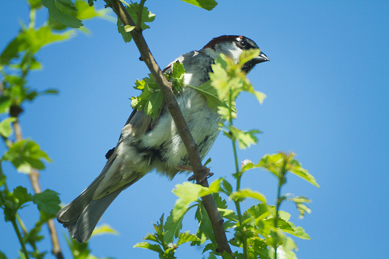 May 26 - Sparrow