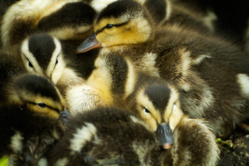 May 29 - Ducklings @ 500mm