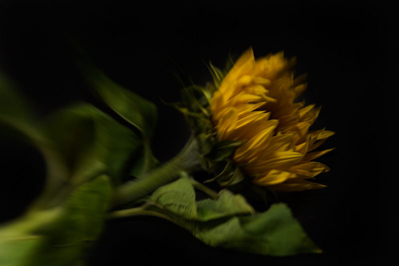 Jul 26 - Sunflower