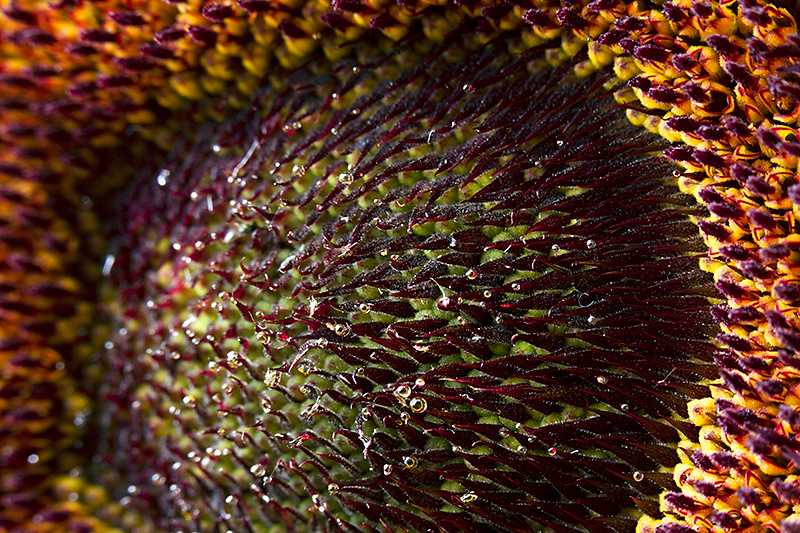 17. Sunflower (Aug 04)