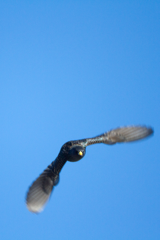 02. Starling
