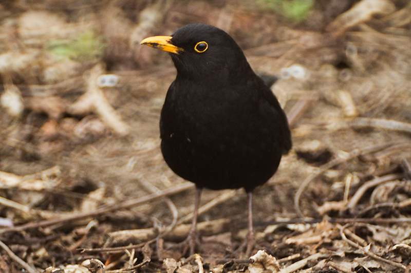 03. Common blackbird