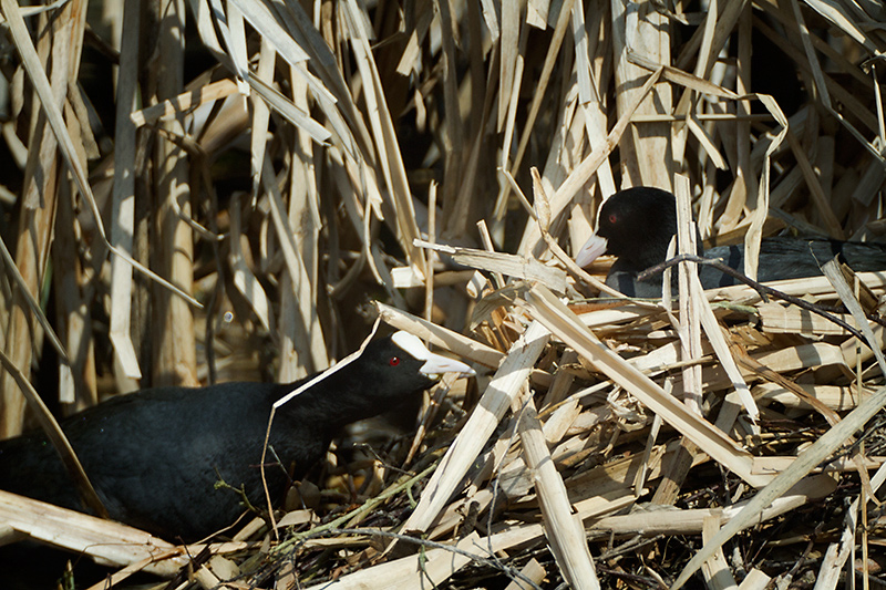 04 - Coots