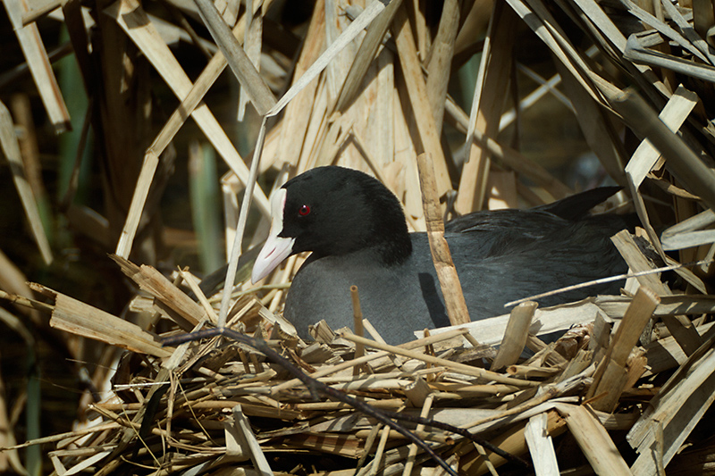 04a. Coot