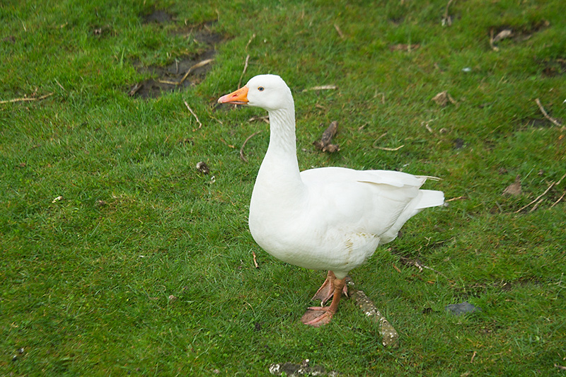 08. White goose
