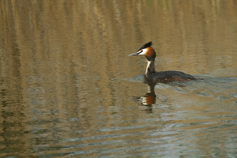 02. Grebe
