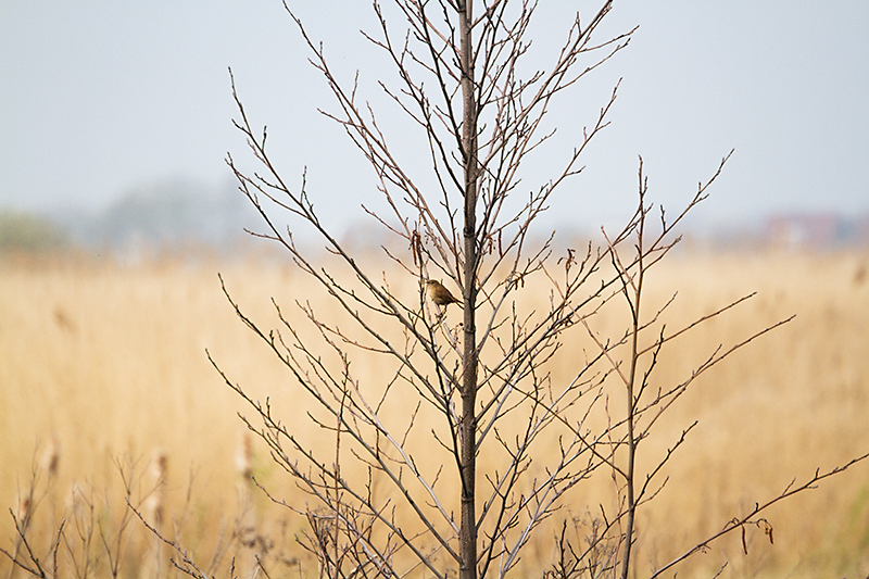 05. Bird
