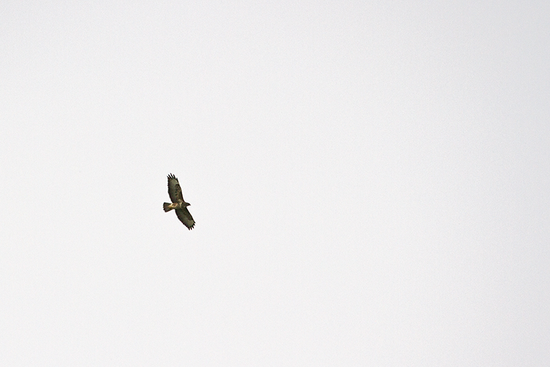 08.  Common buzzard