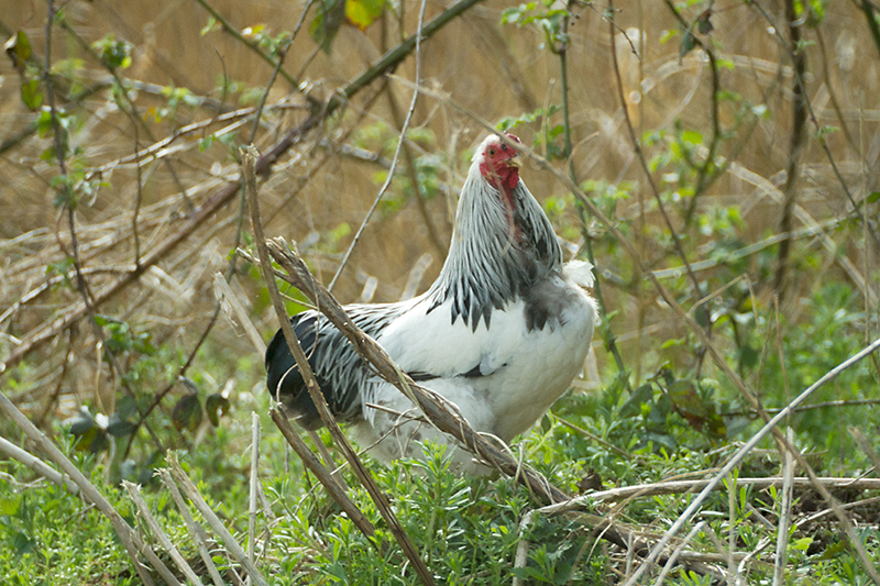 10. Chicken