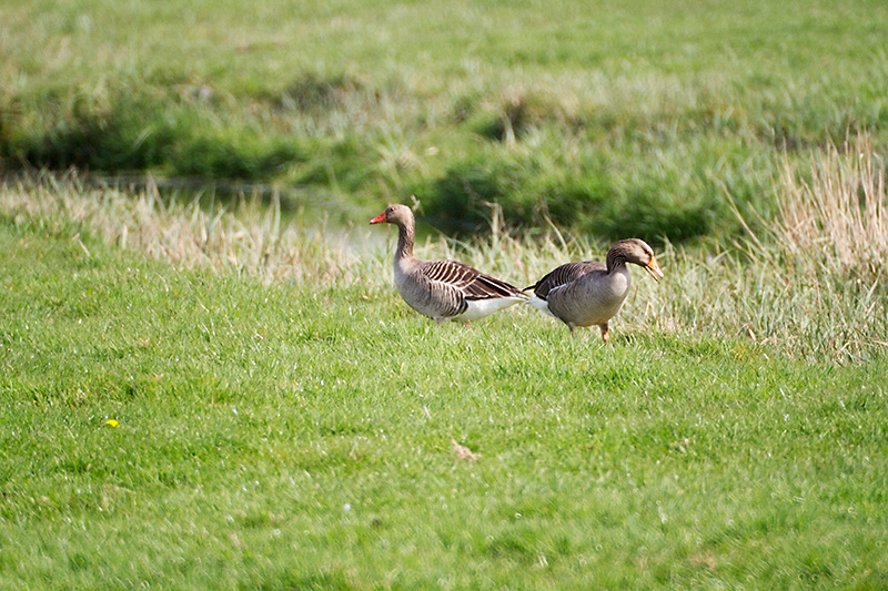 12.  Greylag goose