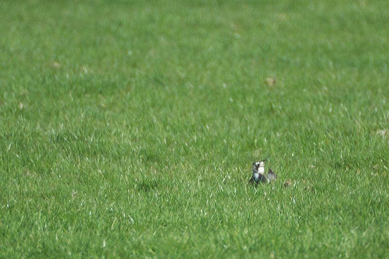 13. Peewit