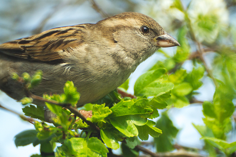 18. Sparrow
