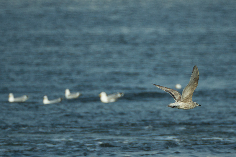 19. Herring gull