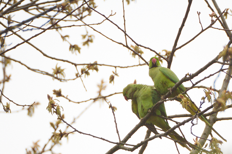 20. Rose-ringed Parakeet