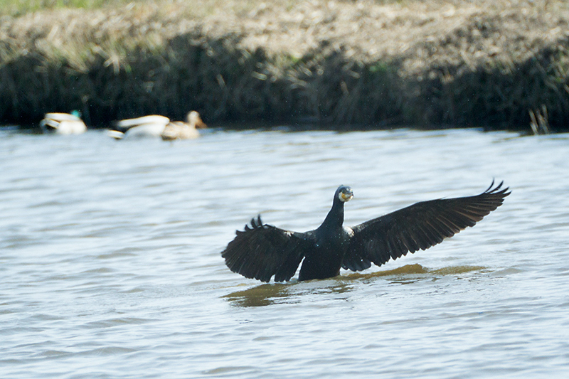 23. Great cormorant