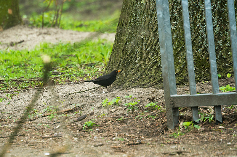 24. Blackbird