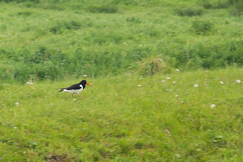 27.   Eurasian Oystercatcher