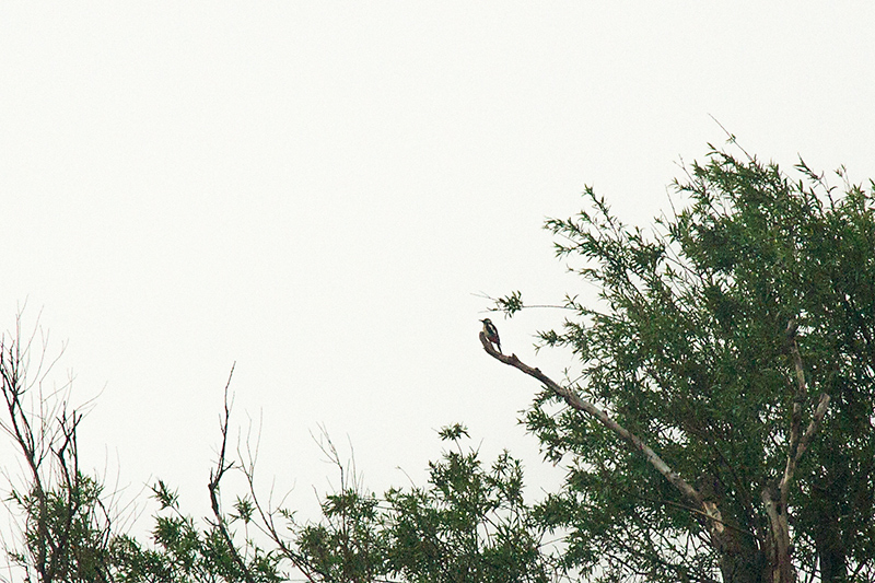 29. Woodpecker