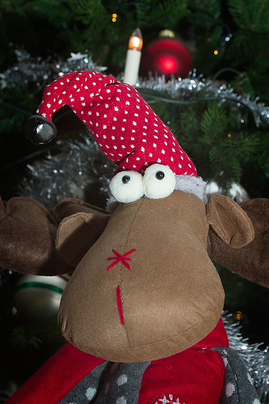 Dec 24 - Moose