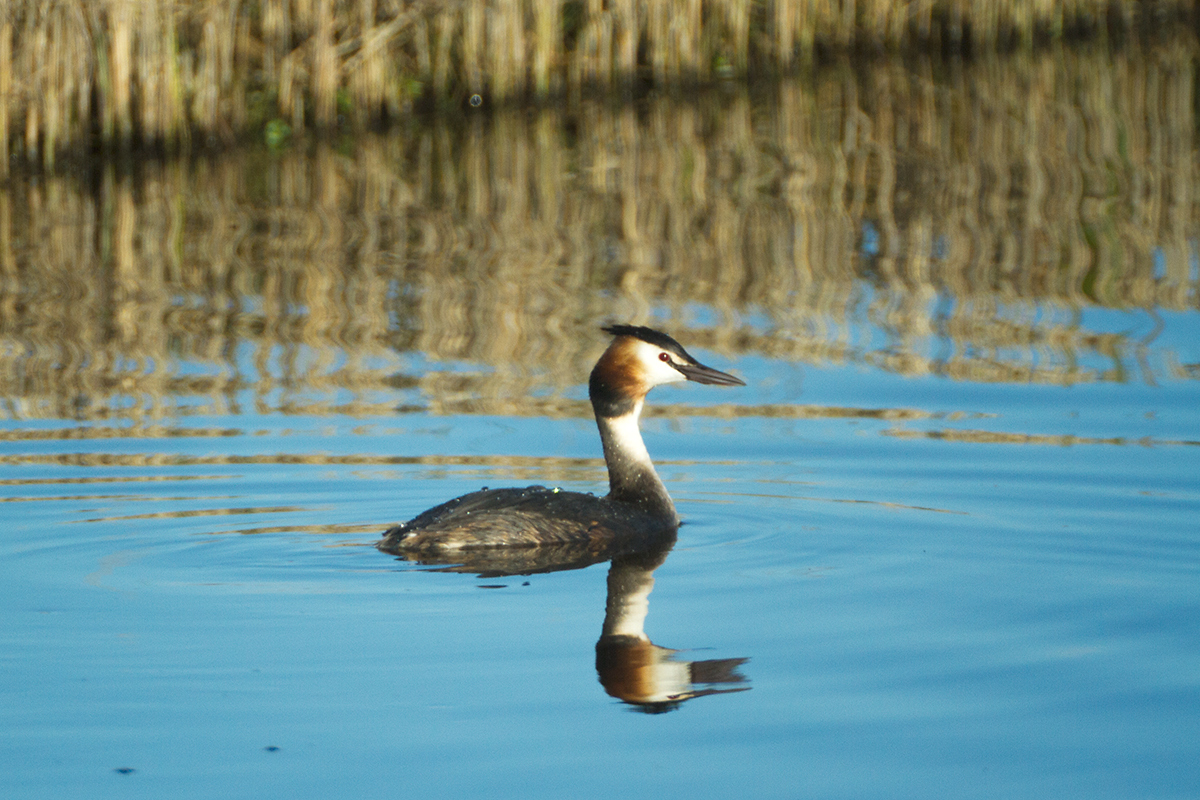 05 - Great crested grebe