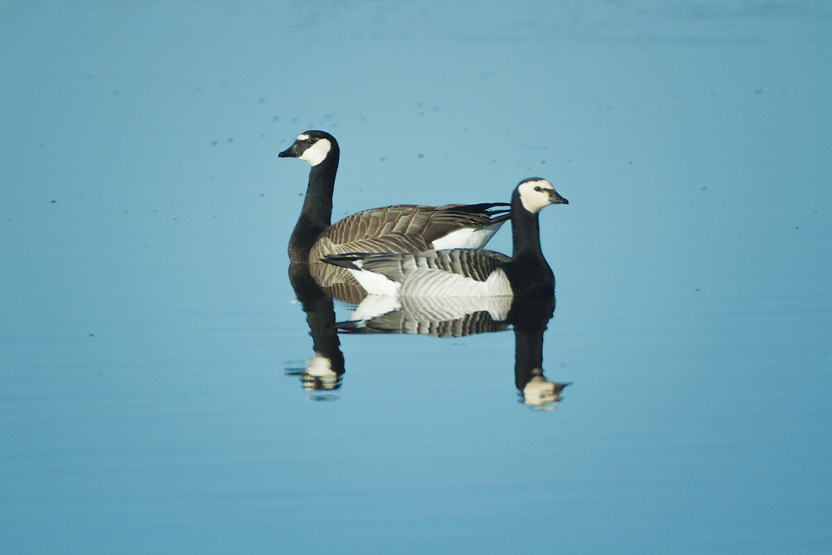 06 - Barnacle goose
