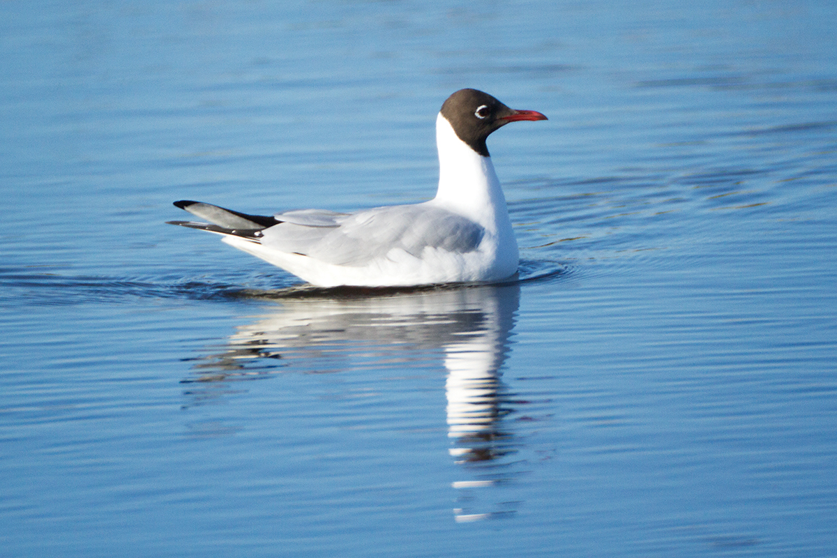 10 - Black-headed gull