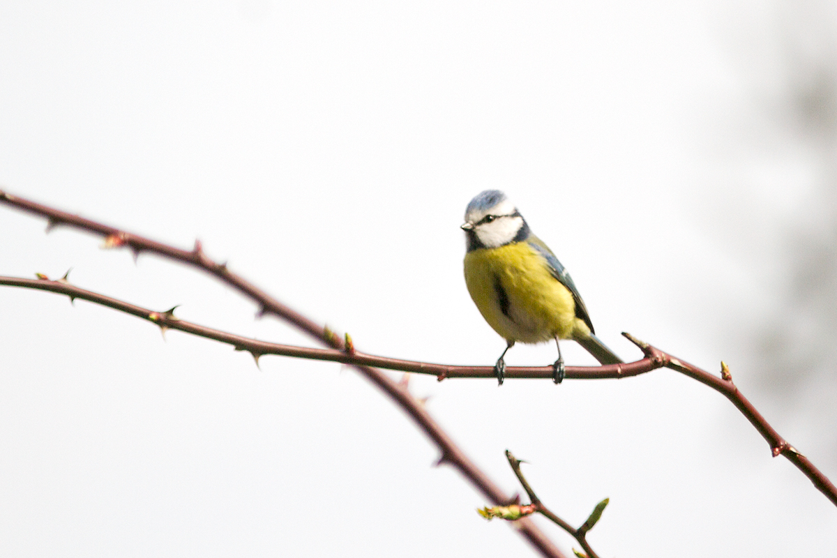 16 - Eurasian blue tit