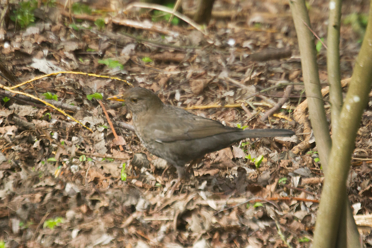 17b - Blackbird (female)