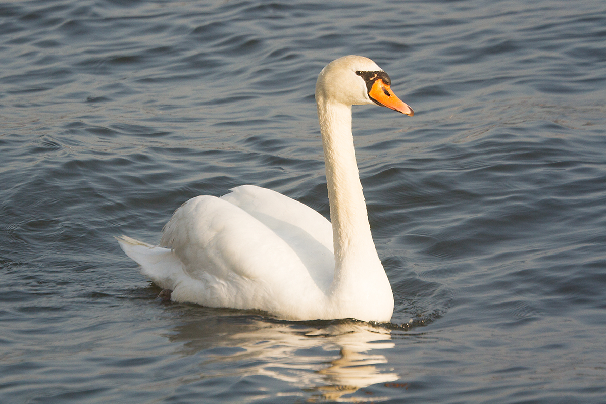 18 - Mute swan