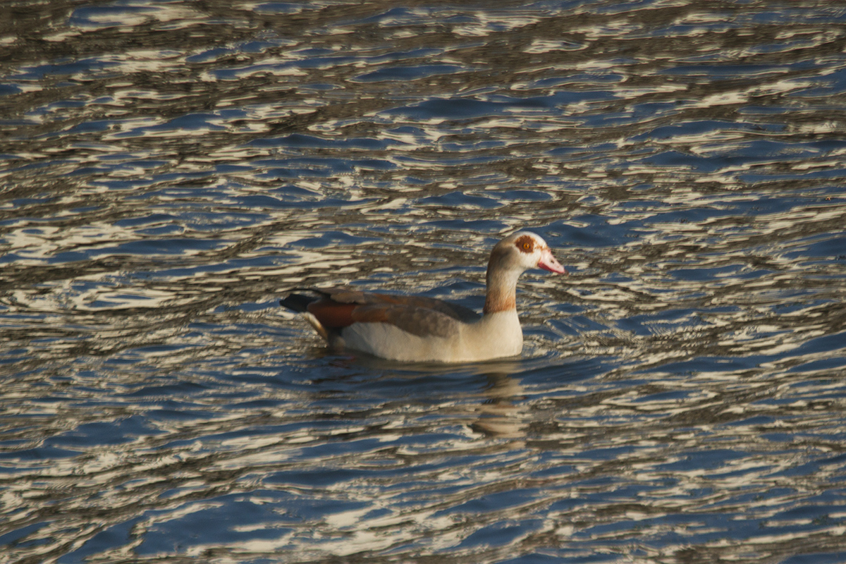 19 - Egyptian goose