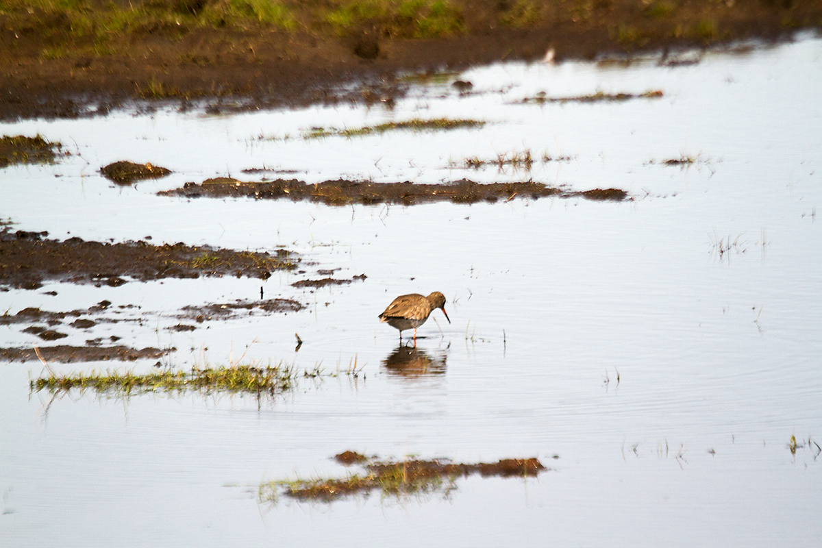 21 - Bar-tailed godwit