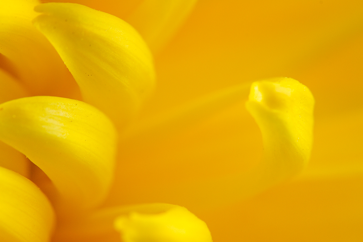 41 - Yellow