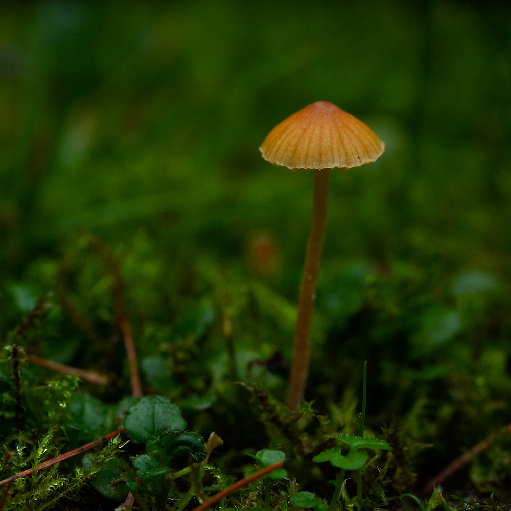 Mushroom