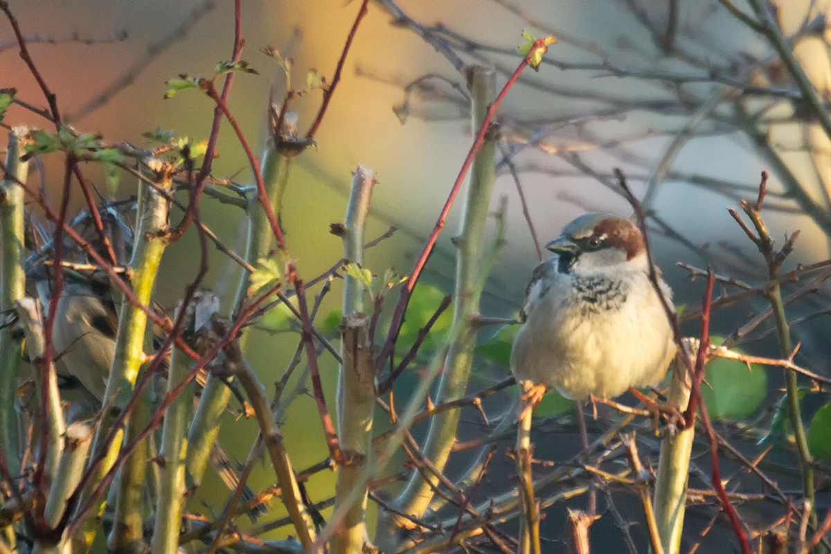Week 2 - Sparrow