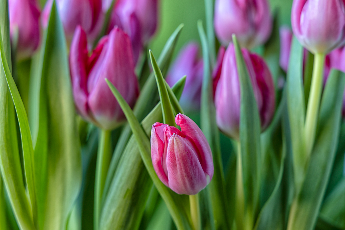 Week 4 - Spring feeling