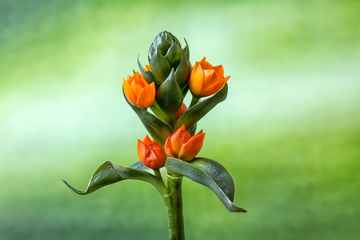 Feb #2 - Ornithogalum