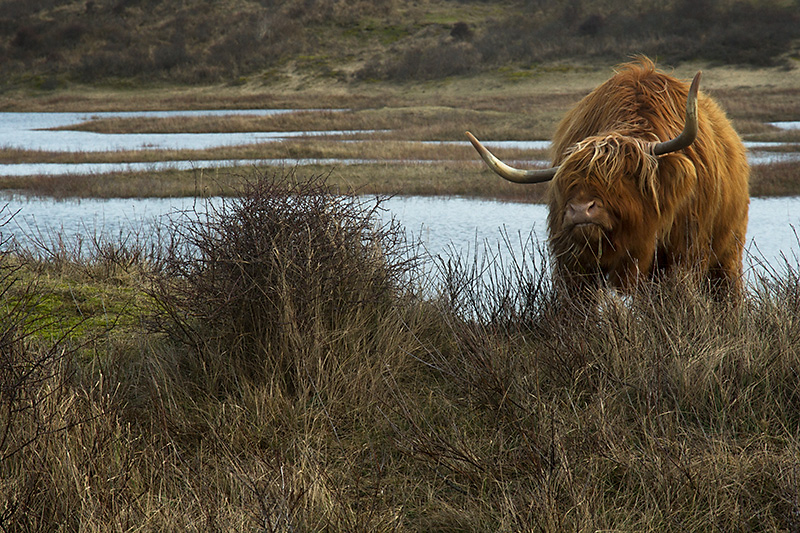 Feb #4 - It's all about food