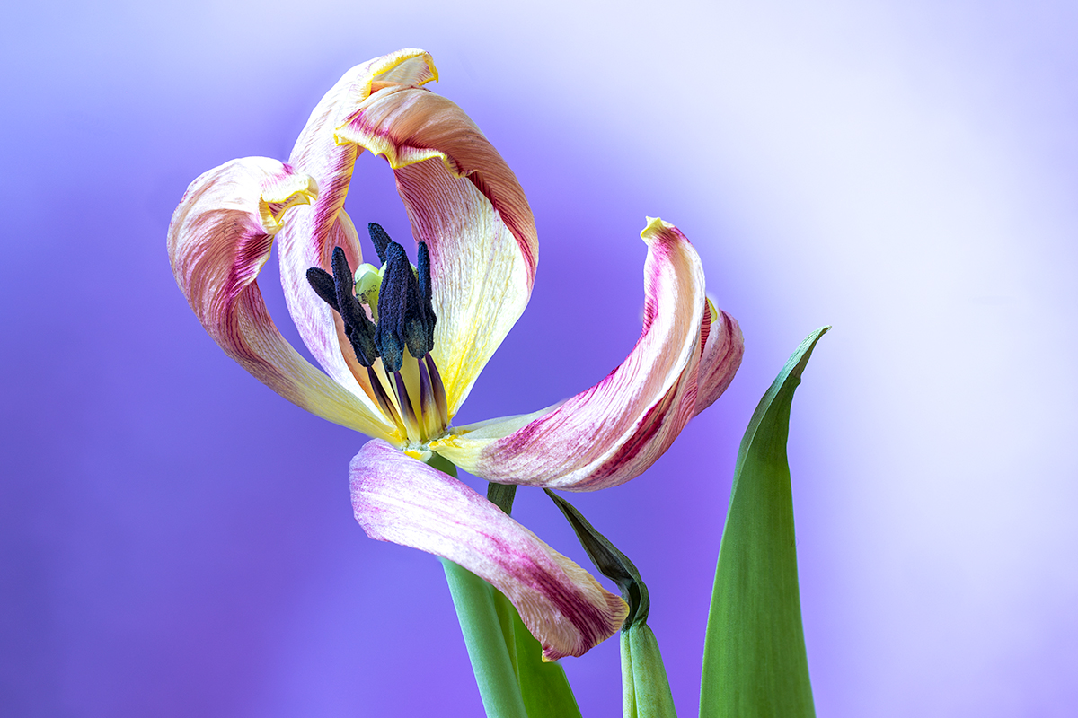 Feb #3 - The violin player