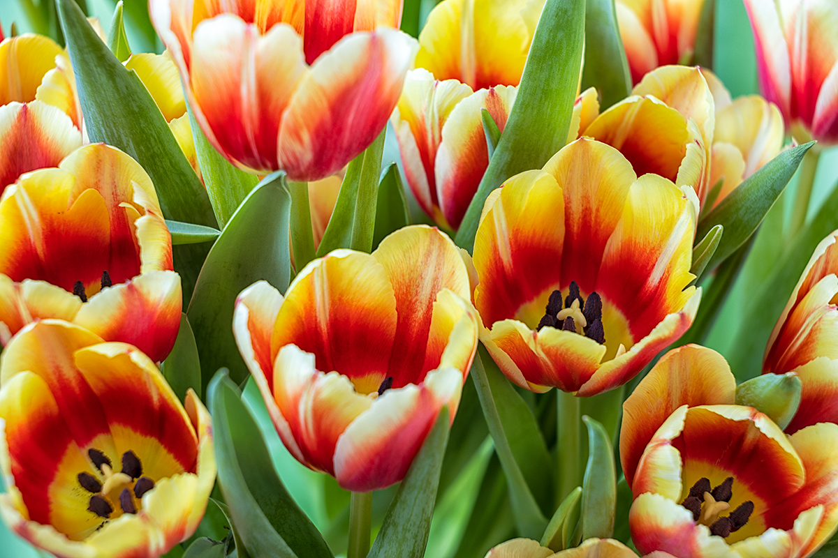 Mar #1 - Spring feeling