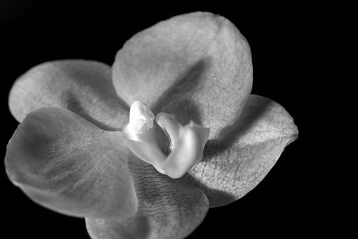 Day 13 - Orchid