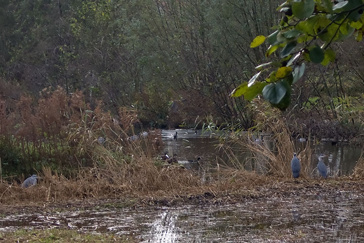 Nov 12 - Herons