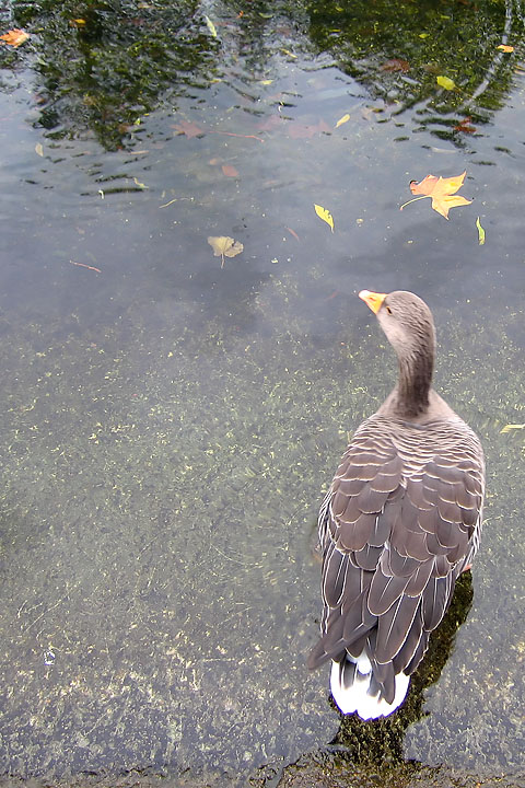 Nov 18 - Goose
