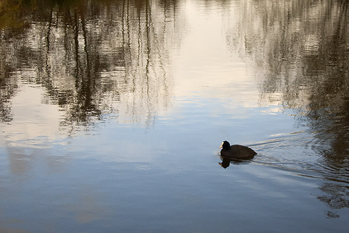 Nov 26 - Coot