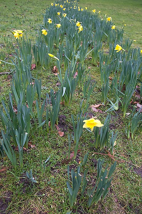 Daffodils