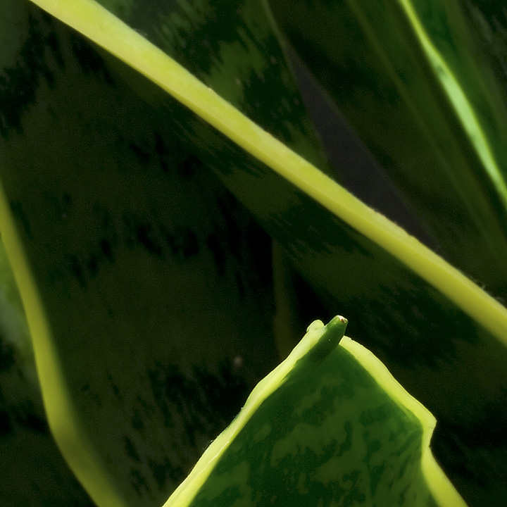 Day 02 - Sansevieria