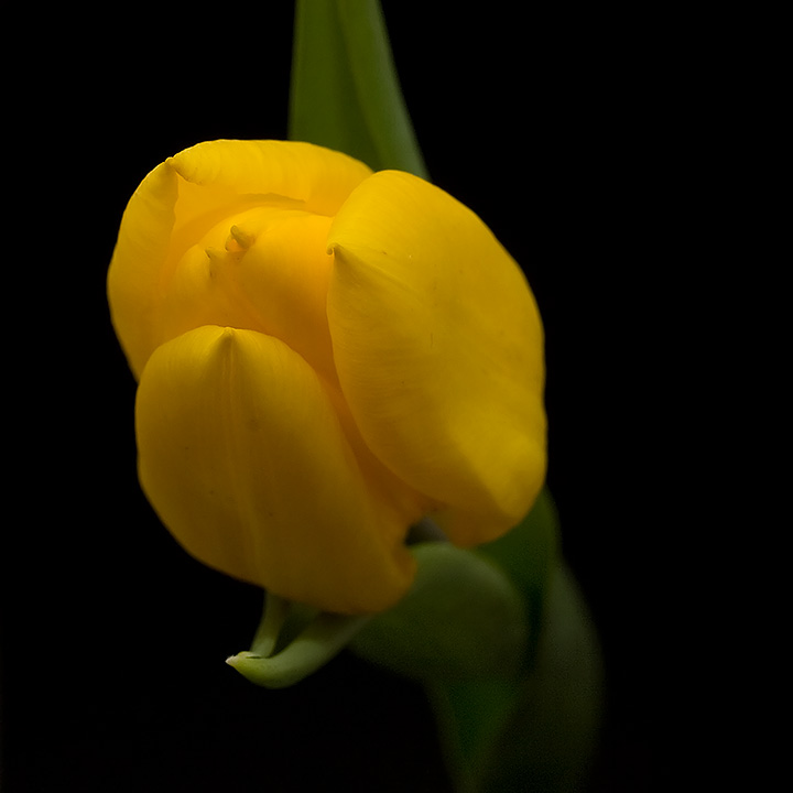 Day 30 - Tulip