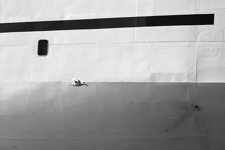 Week 21 - Gull and boat