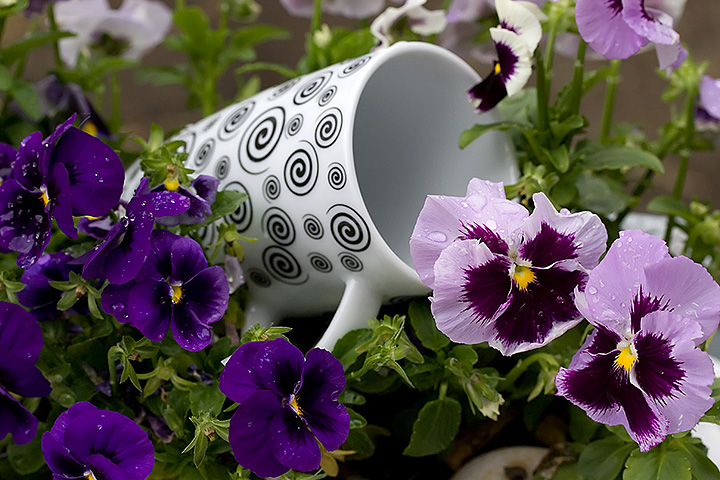 Day 13 - Cup and violets