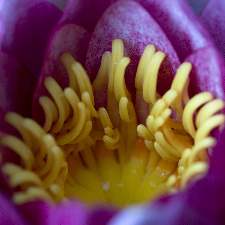 Day 04 - Waterlily II